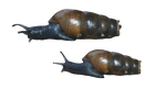 Snail with broken shell by Nolamom3507