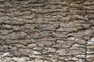 Tree Bark Texture