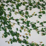 Wall Ivy