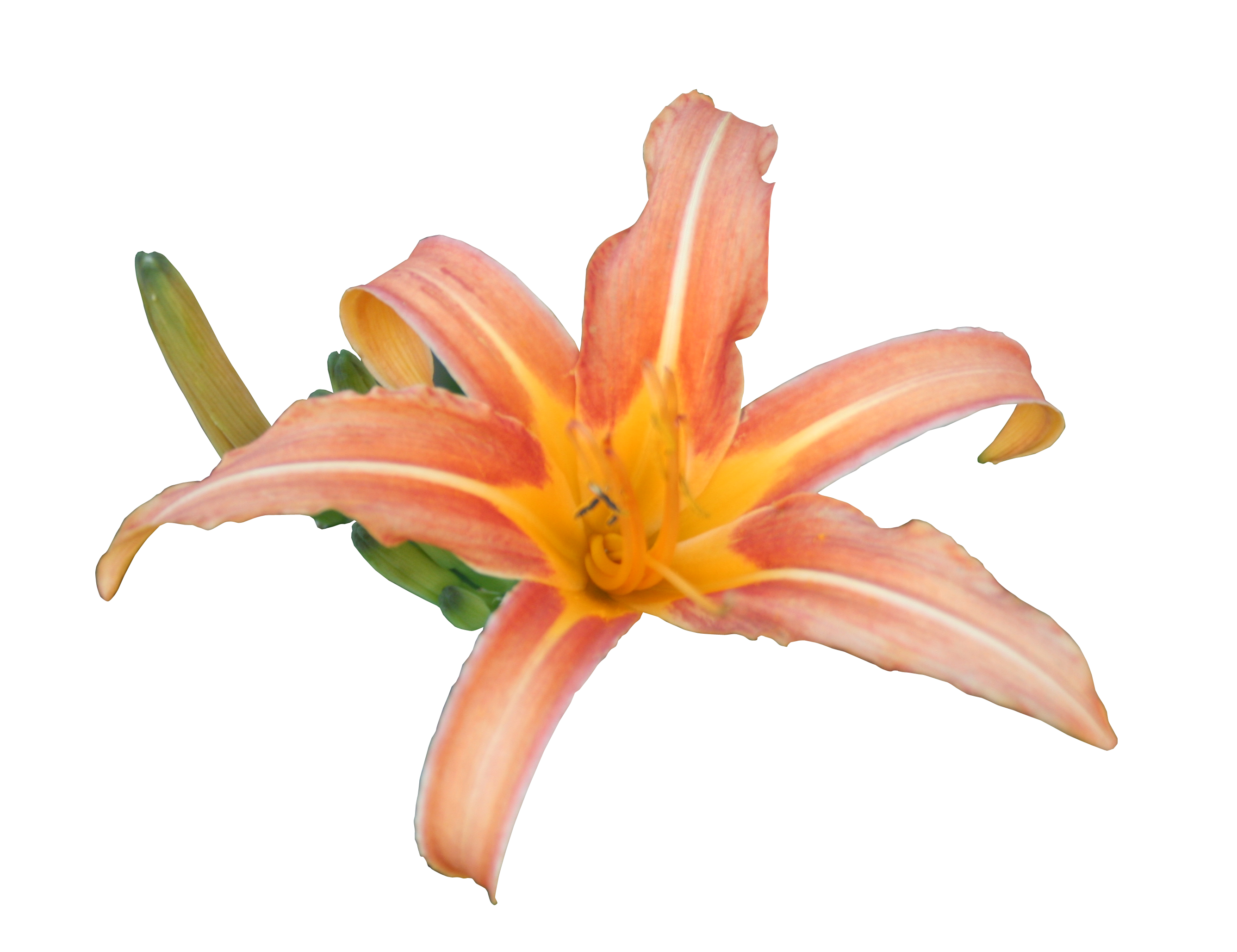 Daylily precut