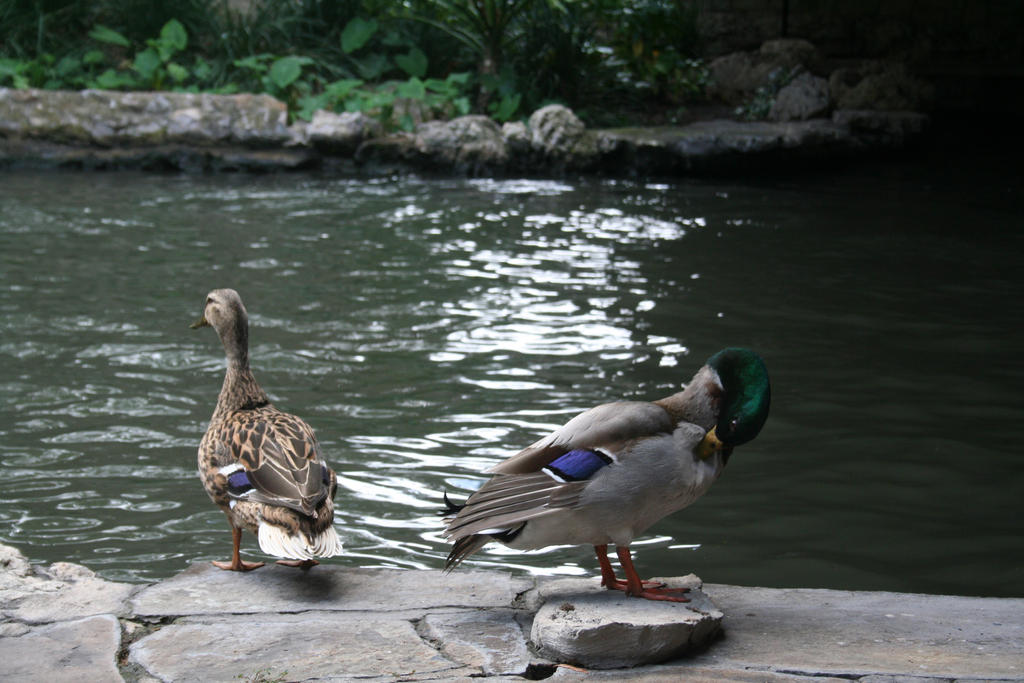 Duck Pair 2