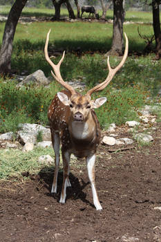 Sika/Axis Deer 1