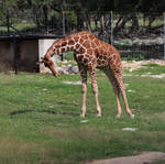 Juvenile Giraffes 3