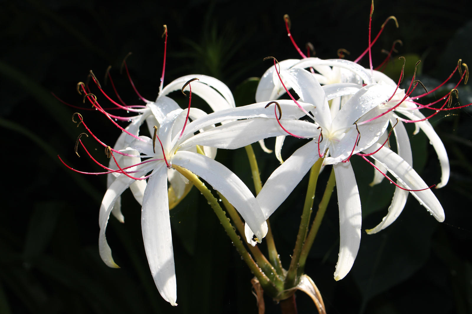 Blossoms with Dew