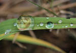 World in a Raindrop by Nolamom3507