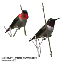 Male Rubythroat Hummingbird 1