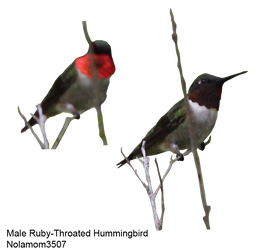 Male Rubythroat Hummingbird 1