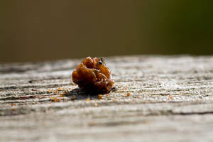 The Raisin Feast