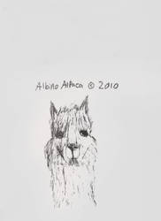 Albino Alpaca