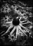 Standing Above The Crowd by t3Michon