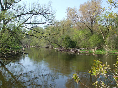 Riverside Foliage