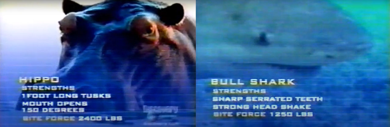 Animal Face Off Hippo Vs Bull Shark Hippo vs. Bull Shark by ajolley785727 on DeviantArt
