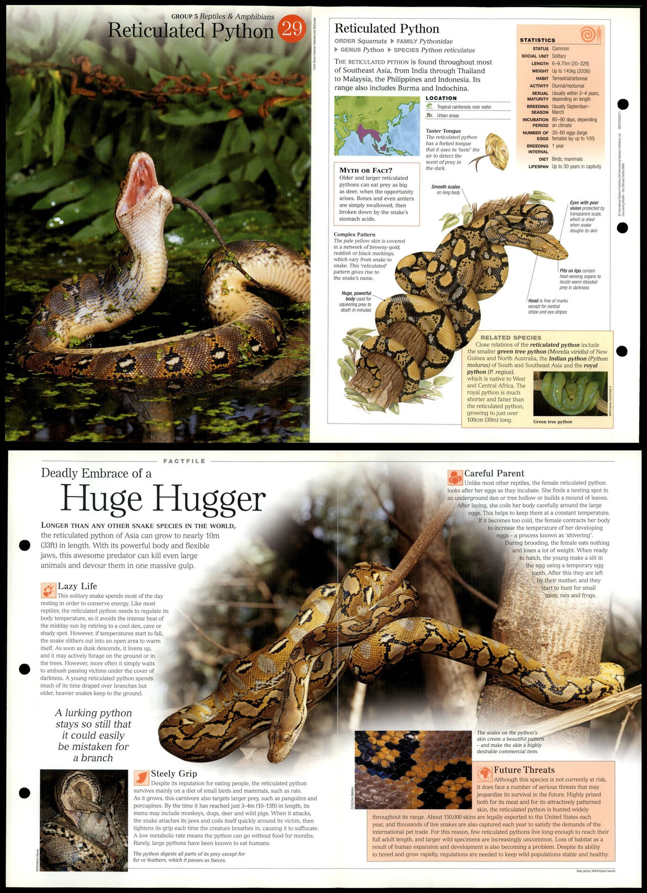 Reticulated Python #29 Reptiles - DWFF by ajolley785727 on DeviantArt