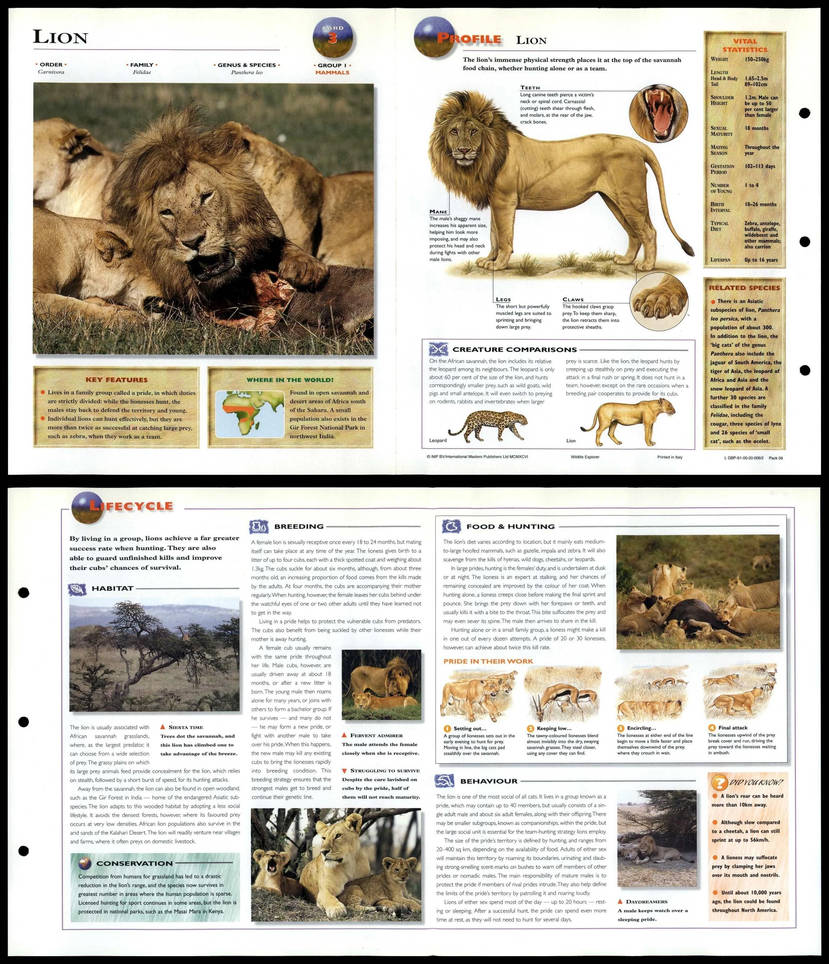 Lion 3 Mammals Wildlife Explorer By Ajolley785727 On DeviantArt Lion 3 Mammals Wildlife Explorer By Ajolley785727 On Deviantart