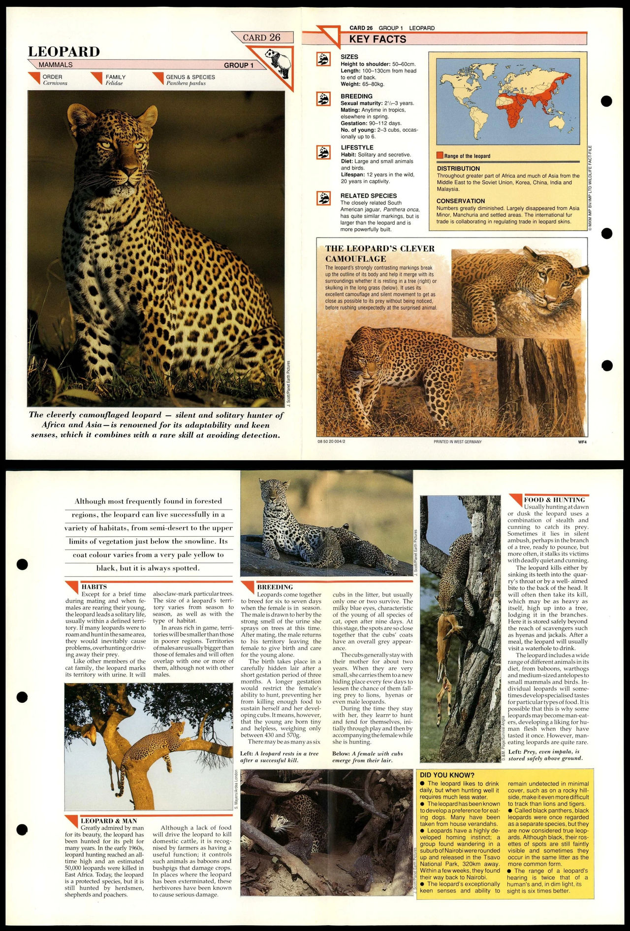 Leopard File Leopard #26 Mammals Wildlife Fact File by ajolley785727 on DeviantArt