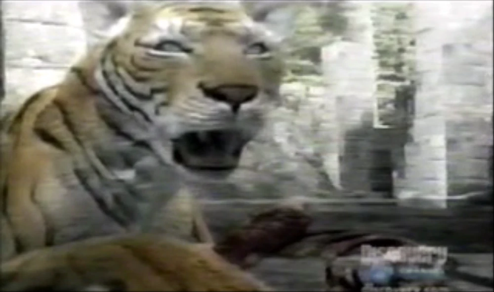 Animal Face-Off Tiger by ajolley785727 on DeviantArt