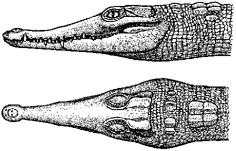 Crocodylus intermedius by ajolley785727 on DeviantArt
