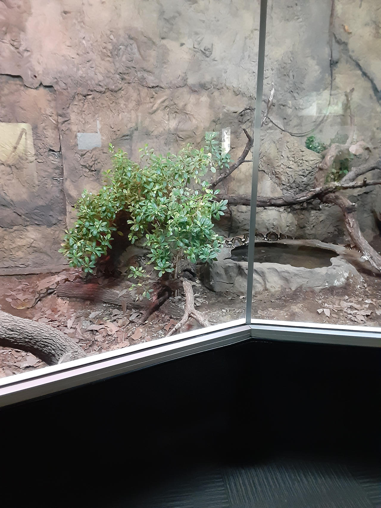 Dallas Zoo: Reticulated Python 07/15/2024 by ajolley785727 on DeviantArt