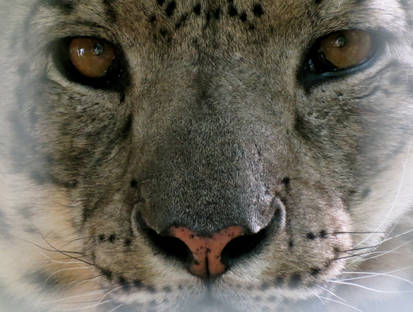 Snow Leopard