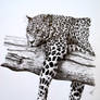 Lounging Leopard