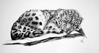 Snow Leopard-Resting