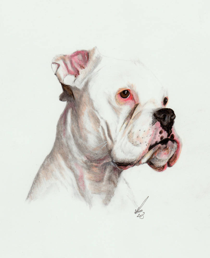 Deviantart Boxer Dog Boxer by salt25 on DeviantArt