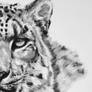 Half series-Snow Leopard