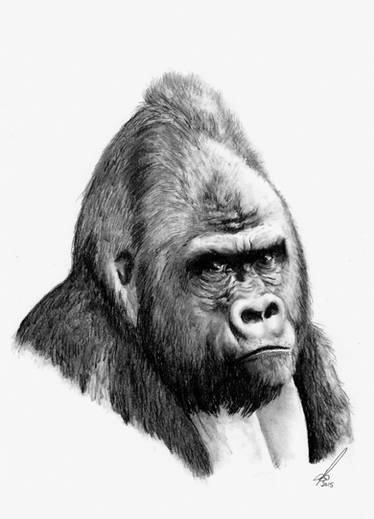 Expressive Charcoal Drawing of a Gorilla by p3vstudio on DeviantArt
