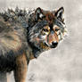 Timber Wolf