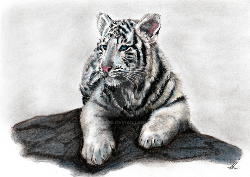 White Tiger cub