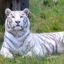 White Tiger