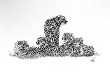 Coalition of Cheetahs