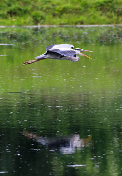 Heron