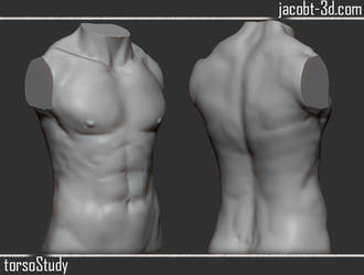 Torso Male, Study