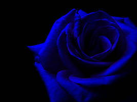 blue rose