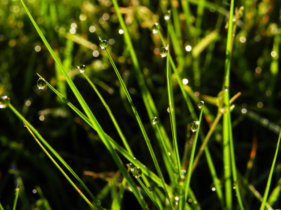 dew drop mornings