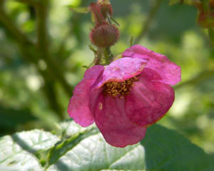 Pink Flower