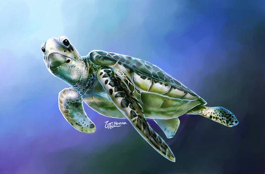 Sea Turtle