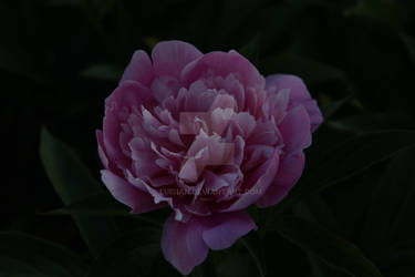 Dark Peony