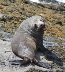 Fur Seal