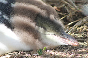 Sleepy Penguin