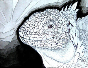 Iguana Ink Drawing 1 of 4