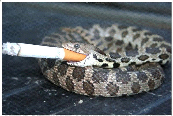 snake smoking a cigarette no Stock Vector Image & Art Smoking Snake by Maxbaviaan on