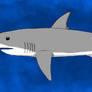 Great White Shark
