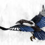 Magpie Colored