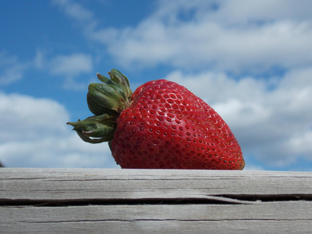 The Biggest Strawberry In The World By Newinanime123 On Deviantart The Biggest Strawberry In The World By Newinanime123 On Deviantart