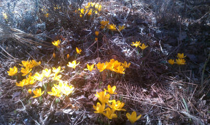 Spring Flowers