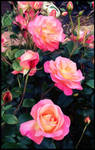 Rose painterly - stunning summer beauty 