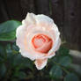 Sweet wonder rose 