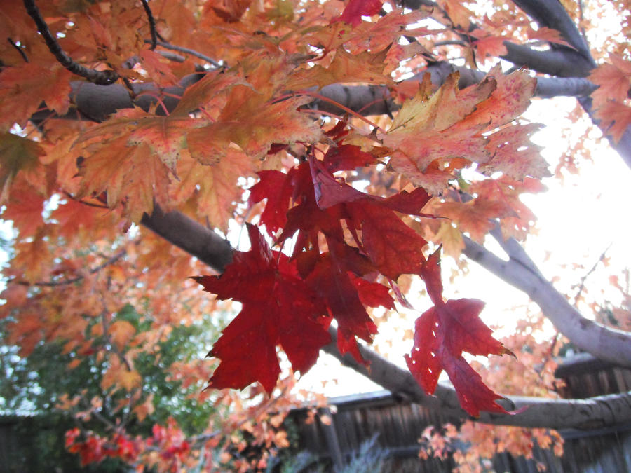 Red Leaves